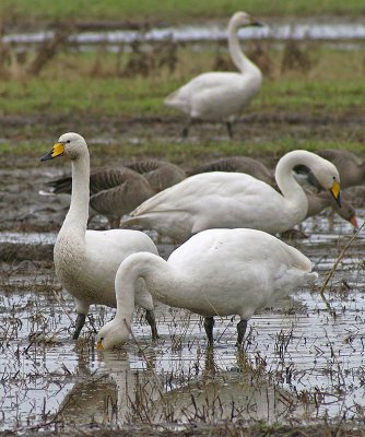 Whooper Swans