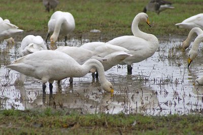 Whooper Swans