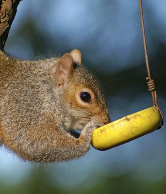 Grey Squirrel