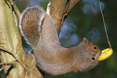 Grey Squirrel