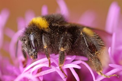 Garden Bumble Bee