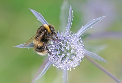 Bumble Bee