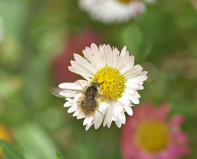 Bee-Fly
