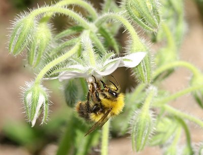 Bumblee Bee