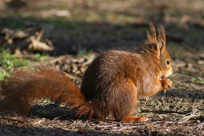 Red Squirrel