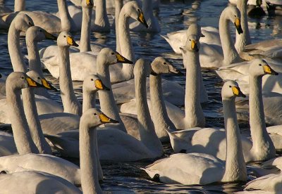 Whooper Swans