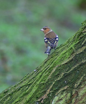 Chaffinch