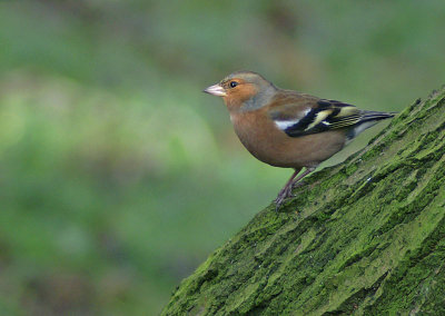 Chaffinch