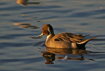 Pintail