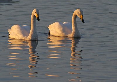 Whooper Swans