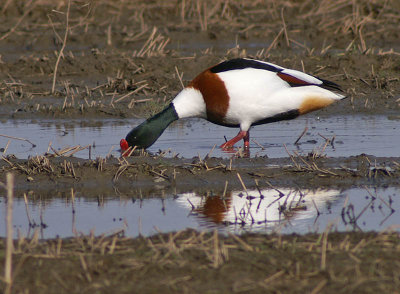 Shelduck