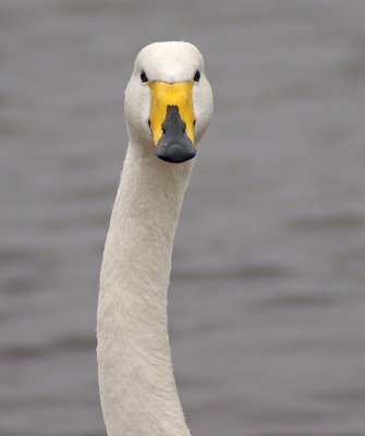 Whooper Swan