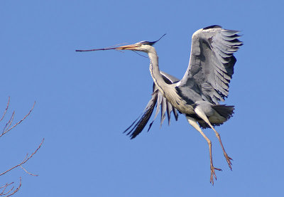 Grey Heron