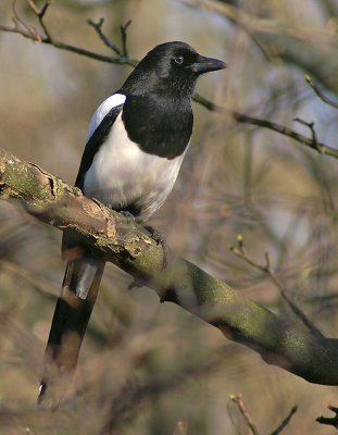 Magpie