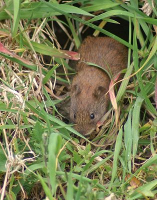 Bank Vole