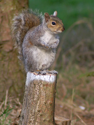 Grey Squirrel