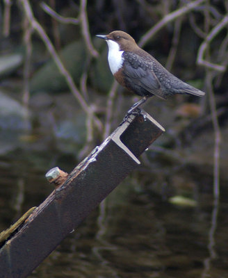 Dipper