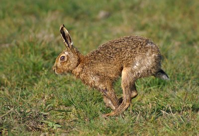 Brown Hare