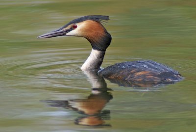 Great Crested Grebe