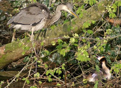 Grey Heron & Great Crested Grebe