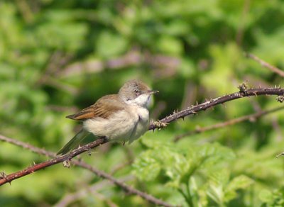 Common Whitethroat