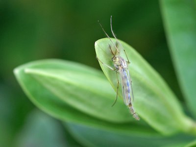 Midge
