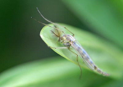 Midge