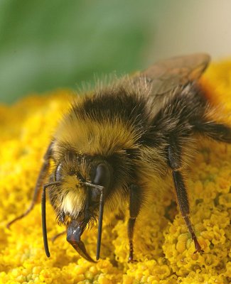 Red-tailed Bumblebee