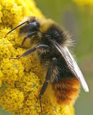 Red-tailed Bumblebee