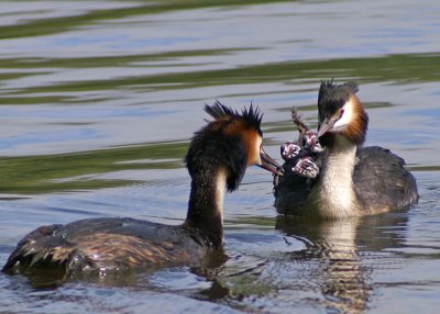 Great Crested Grebes with young