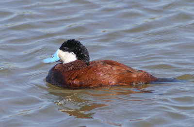 Ruddy Duck