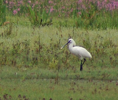 Spoonbill