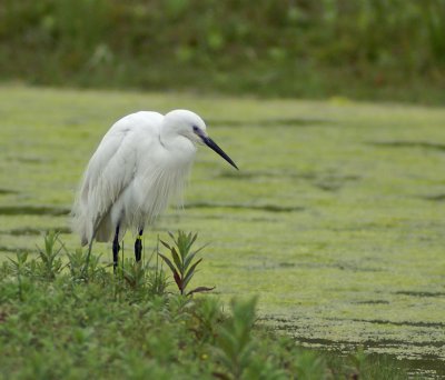 Little Egret