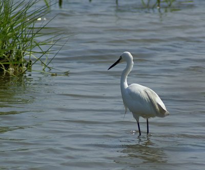 Little Egret