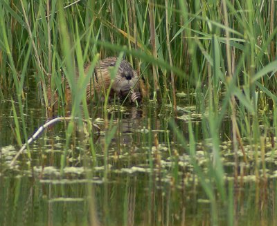 Coypu?