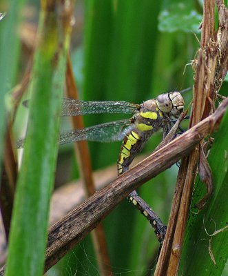 Migrant Hawker