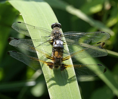 Scarce Chaser's mating