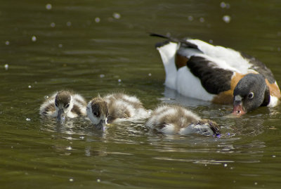 Shelduck with young