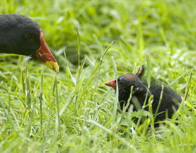 Moorhen with young