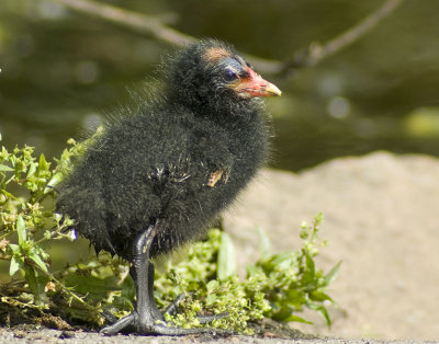 Moorhen young