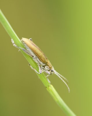 Leaf Beetle