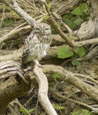 Little Owl