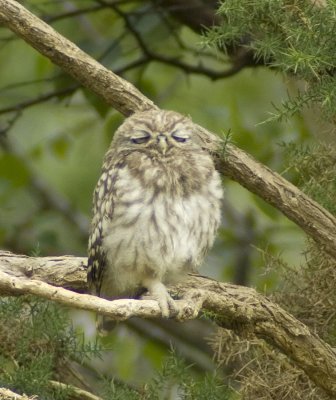 Little Owl