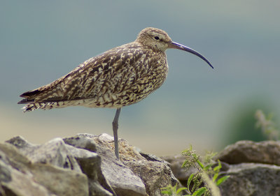 Curlew