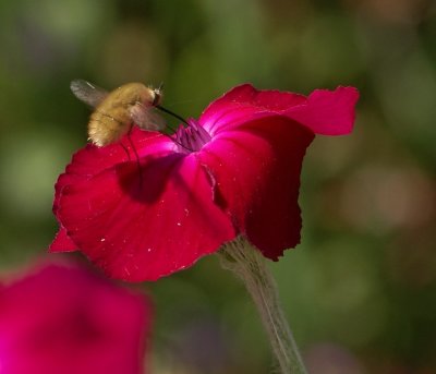 Bee-Fly