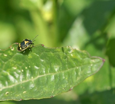 Brassica Bug