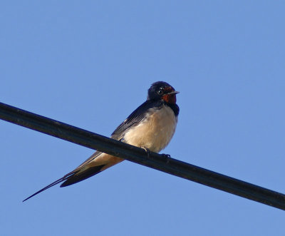 Swallow