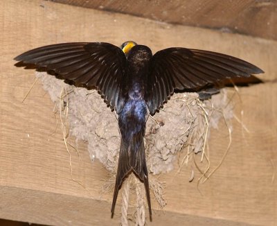 Swallow feeding young