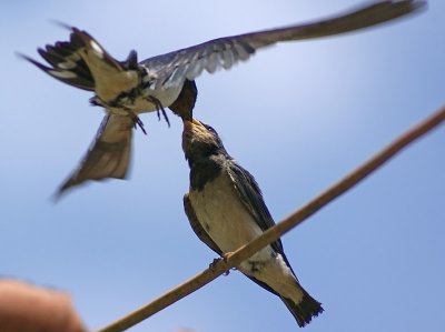 Swallow feeding young