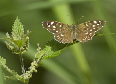 Speckled Wood